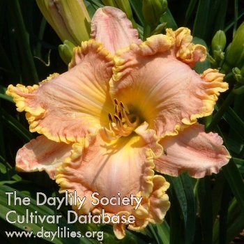 Daylily Darla Anita