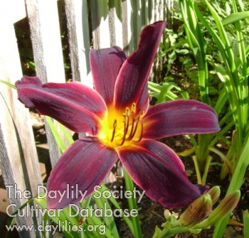 Daylily Derby Bound