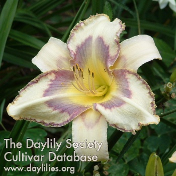Daylily Destined to See