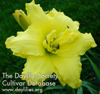 Daylily Double My Sunshine