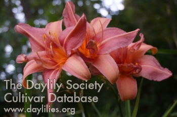 Daylily Double Challenge