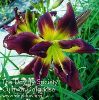 Daylily Double Red Whirlwind