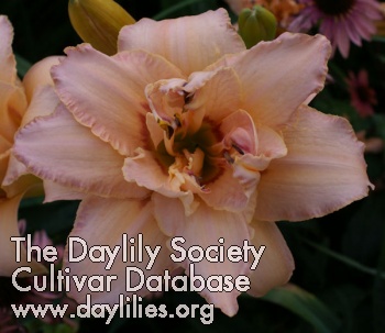Daylily Double Explosion