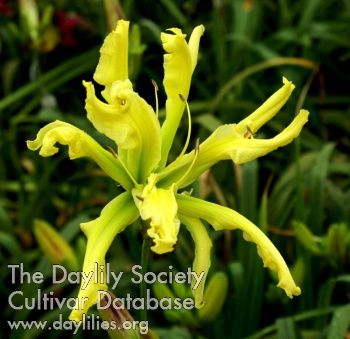 Daylily Dr Octopus