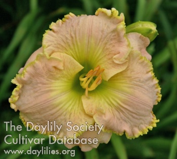 Daylily Ed Brown