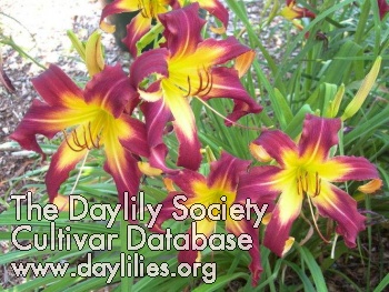 Daylily Eggplant Escapade