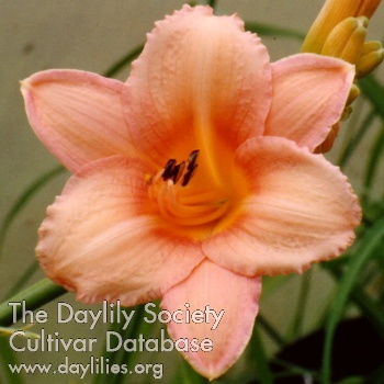 Daylily Elaine Strutt