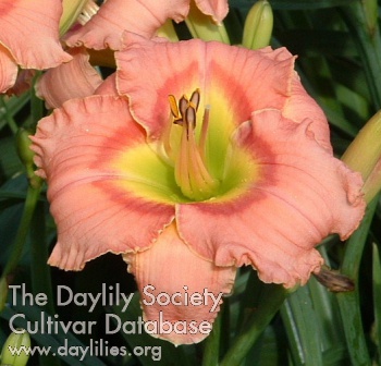 Daylily Elegant Candy