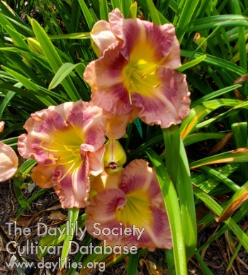 Daylily Elizabeth Elaine