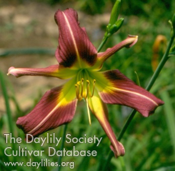 Daylily Emerald Eye