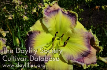 Daylily Emerging Patterns