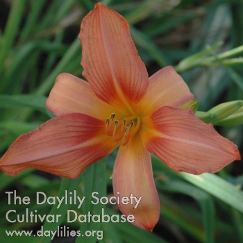 Daylily Exalted Ruler