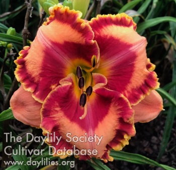 Daylily Fear No More