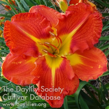 Daylily Firecracker Orange
