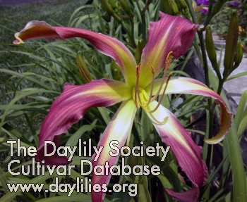 Daylily Flamingo Twister