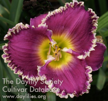 Daylily Forbidden Territory