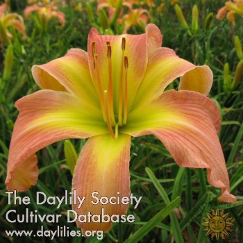 Daylily Friends with Benefits