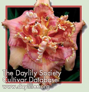 Daylily Fringed Sangria