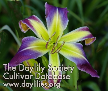 Daylily Garden Butterfly