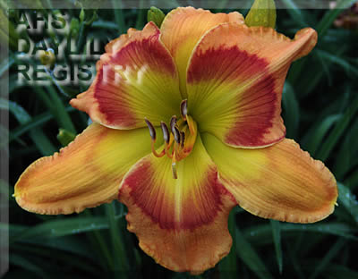 Daylily Get'R Done