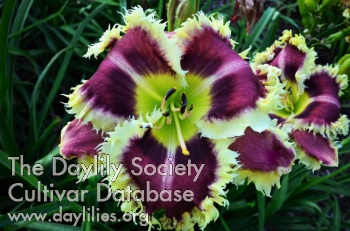 Daylily Get Spiked