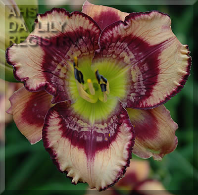 Daylily Get Jiggy