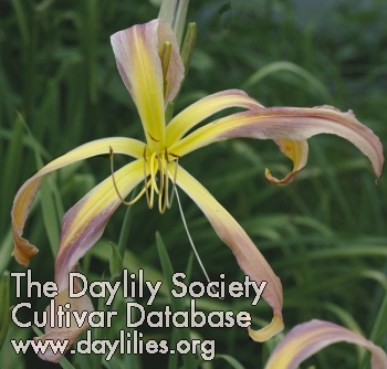 Daylily Giant Teratorn