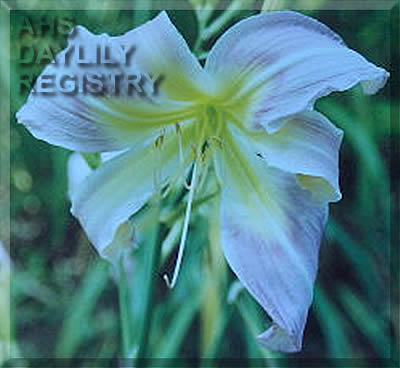 Daylily Gift Tie