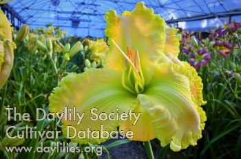 Daylily Glistening Treasure