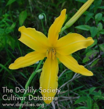 Daylily Gold Spider