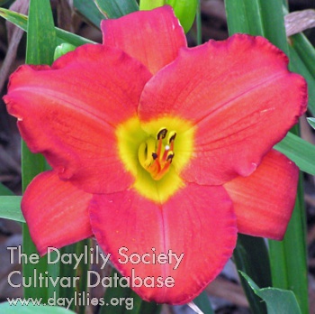 Daylily Grand Opera