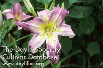 Daylily Grapeade