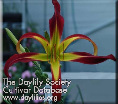 Daylily Great Red Dragon