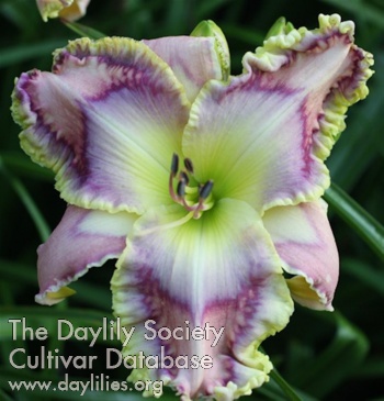 Daylily Harmonic Hues