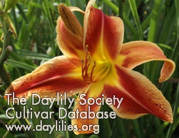 Daylily Heavenly Fire and Ice