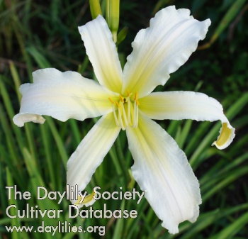 Daylily Heavenly Snow White