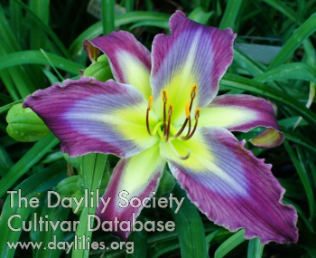 Daylily Heavenly Blue Butterfly