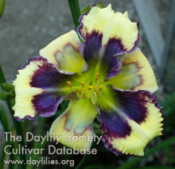 Daylily Heavenly Earthquake