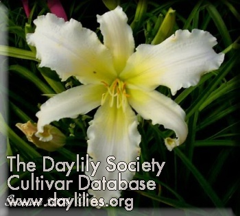Daylily Heavenly Angel Ice
