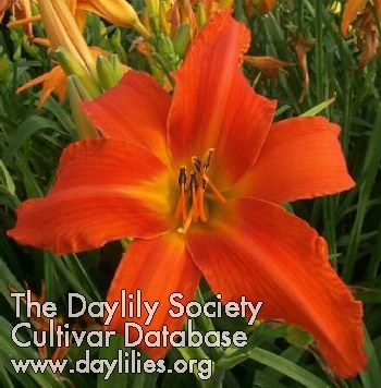 Daylily Heavenly Dragon Fire