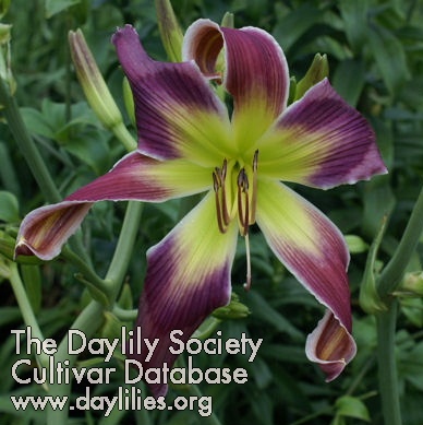 Daylily Heavenly Final Destiny