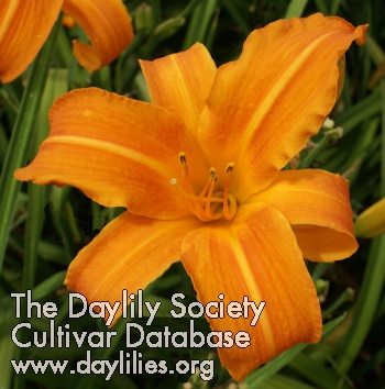 Daylily Heavenly Flash Fires