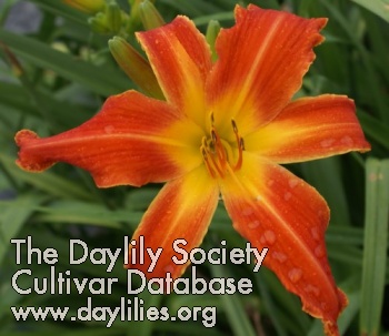 Daylily Heavenly Orange Blaze