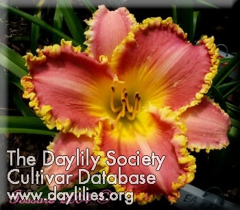 Daylily Heavenly Pink Fang