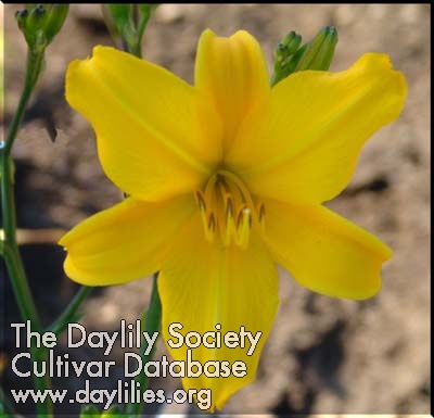 Daylily Heavenly Shooting Stars