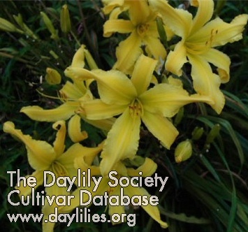 Daylily Heavenly Starbrite