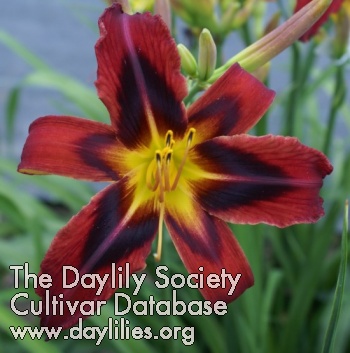 Daylily Heavenly Tiger Tails
