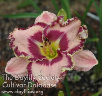 Daylily Hemmed in Purple