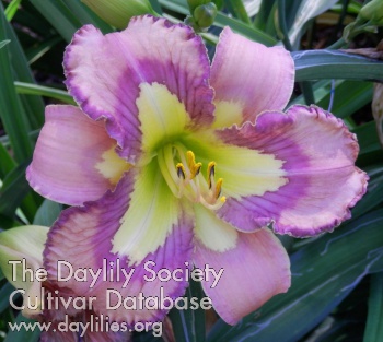 Daylily Heaven to Me
