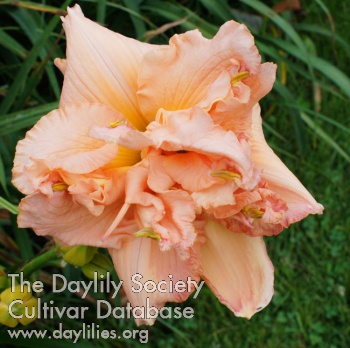 Daylily Heavenly Champagne Bubbles